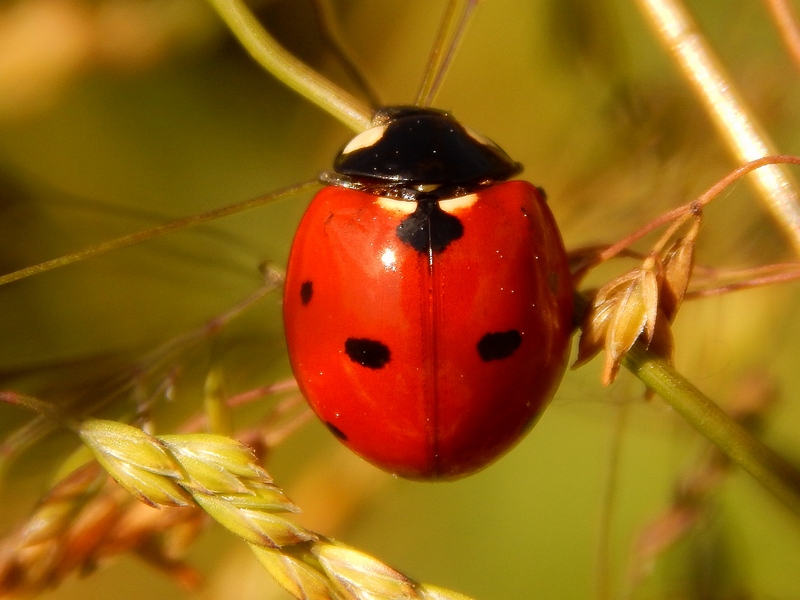 Serie di Coccinellidae del Parco del Ticino